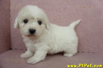 11/04比熊犬母幼犬1號(新竹市)6