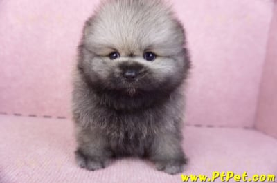 02/10棕色松鼠博美公幼犬(高雄楠梓)3