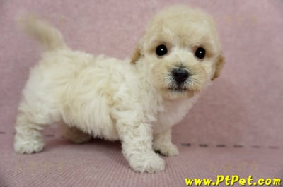 03/12泰迪比熊公幼犬(高雄鳳山)7