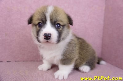 03/14雙色柯基犬母幼犬2號6