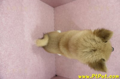 04/29赤色長毛柴犬公幼犬(高雄小港)11