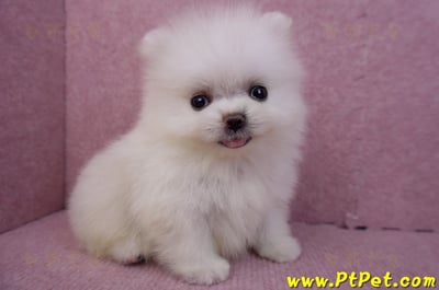 07/23迷你型松鼠白博美公幼犬(高雄鳳山)4