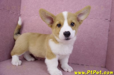 11/02雙色柯基犬公幼犬(高雄鼓山)1