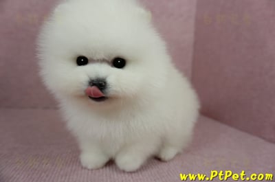 12/27迷你型松鼠白博美公幼犬1號(高雄前鎮)11