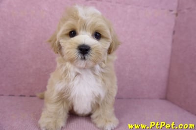 11/02馬爾泰迪母幼犬(新竹關西)1