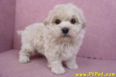 12/10馬爾泰迪公幼犬1號3