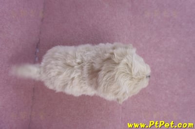 12/10馬爾泰迪公幼犬1號9