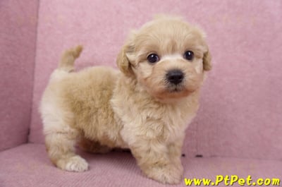 06/15奶油色馬爾泰迪母幼犬1號(屏東市)3