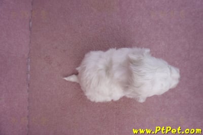 02/14比熊犬公幼犬2號7