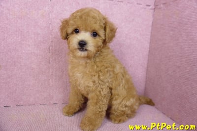 02/11奶油貴賓公幼犬7