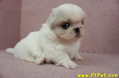 12/28北京狗母幼犬(桃園龍潭)5