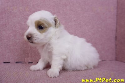 09/27馬爾泰迪母幼犬1號(台中豐原)7