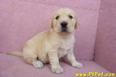 11/14黃金獵犬母幼犬4號(桃園八德)4