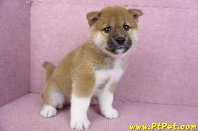 11/19赤色柴犬公幼犬3