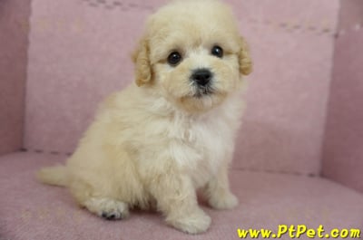 11/08泰迪比熊母幼犬(屏東長治)5