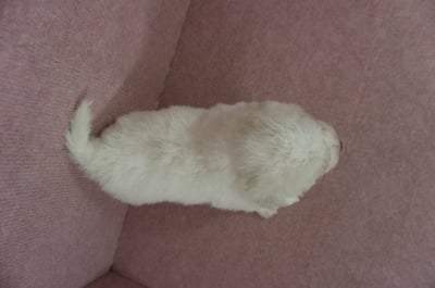 11/04比熊犬母幼犬1號(新竹市)9