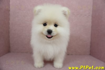 12/15迷你型松鼠白博美公幼犬(台東市)2