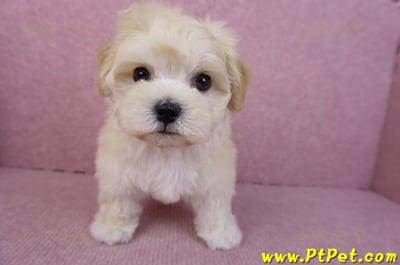 11/23馬爾泰迪母幼犬2號(南投草屯)2