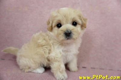 03/02馬爾泰迪母幼犬2號(台東卑南)6