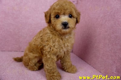 02/11紅貴賓公幼犬4