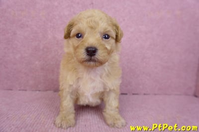 08/12泰迪比熊公幼犬1號(台中)2