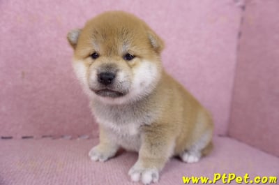 02/06赤色柴犬母幼犬3號5