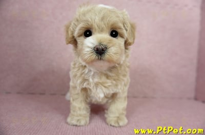 03/02馬爾泰迪母幼犬(桃園楊梅)1