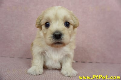 02/14奶油色馬爾泰迪母幼犬(花蓮吉安)2