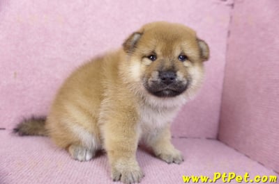 01/16赤色柴犬公幼犬4