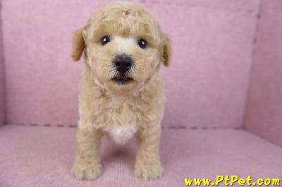 01/20泰迪比熊公幼犬(屏東內埔)3