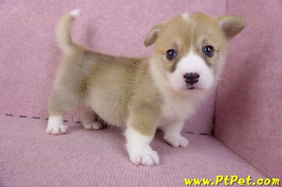 10/13雙色柯基犬母幼犬4號(新北板橋)7