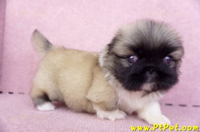 10/31松色北京狗公幼犬(新北新莊)6