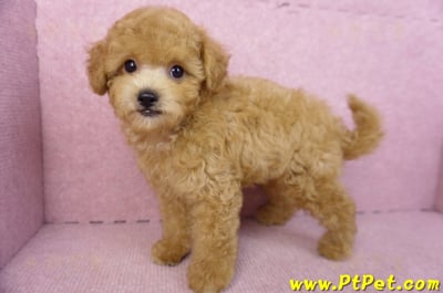 02/11奶油貴賓公幼犬10