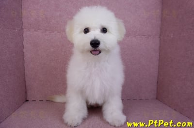 07/22比熊犬公幼犬(屏東市)4