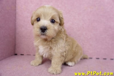 11/02馬爾泰迪 I 公幼犬(屏東市)5