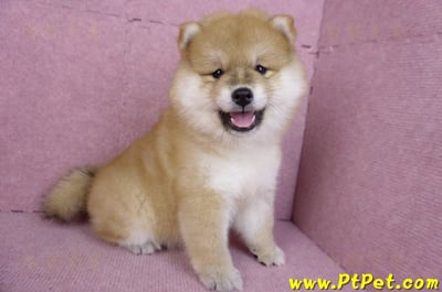 11/19赤色長毛柴犬母幼犬(新竹竹東)5