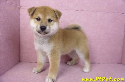 12/10赤色柴犬母幼犬(桃園龍潭)8