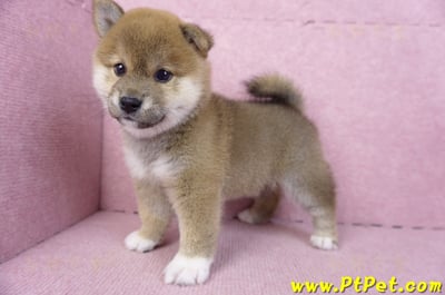 01/11赤色柴犬母幼犬4號(屏東九如)8