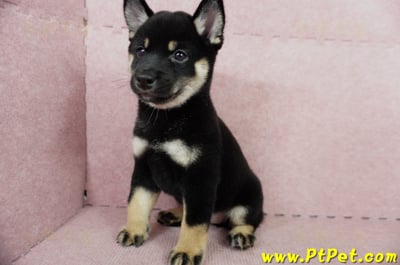 05/14黑色柴犬母幼犬4號(高雄楠梓)10