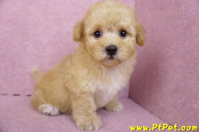 08/12泰迪比熊母幼犬1號(花蓮市)7