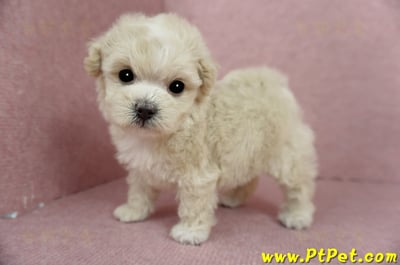 03/31奶油色馬爾泰迪母幼犬1號(基隆信義)11