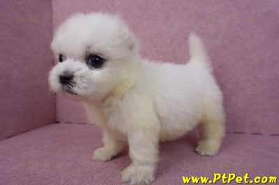 03/20馬爾濟斯公幼犬1號8