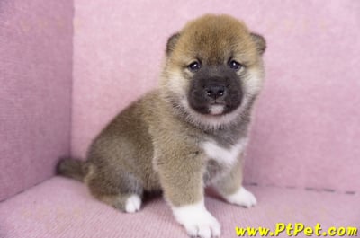 01/11赤色柴犬母幼犬2號3