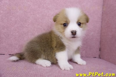 07/09雙色柯基犬母幼犬6