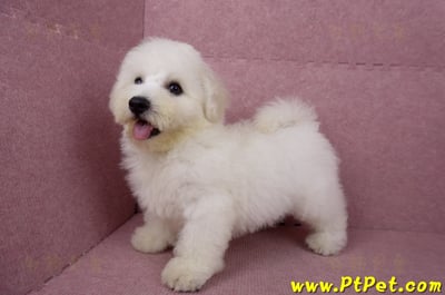 05/20比熊犬公幼犬(新北林口)10