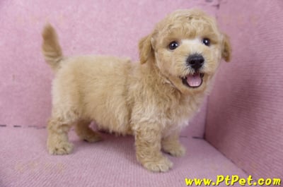 01/20泰迪比熊公幼犬(屏東內埔)9