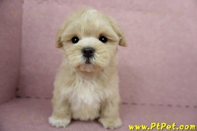 04/11奶油色馬爾泰迪公幼犬(台東綠島)4