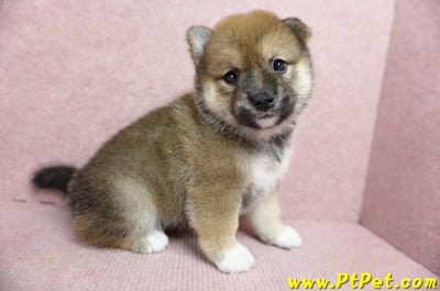 06/09赤色柴犬母幼犬(台北文山)4