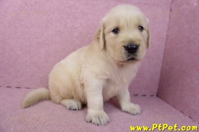 07/18黃金獵犬公幼犬2號(高雄鳳山)5