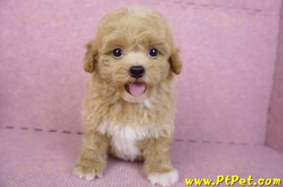 08/12泰迪比熊母幼犬2號(桃園龜山)1